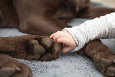 Cropped hand of baby touching dog leg
