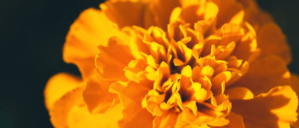 Close-up of orange flower