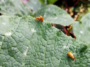 Close-up of insect on leaf