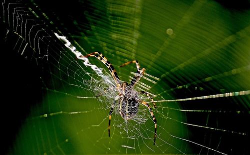 Close-up of spider on web