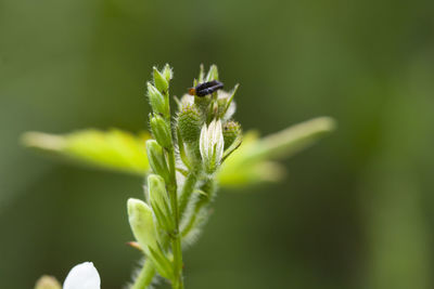 Close-up of insect on plant