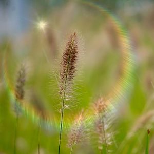 Close-up of plant on field
