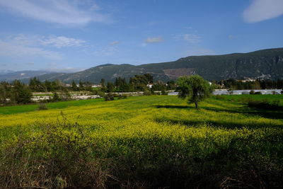 plant