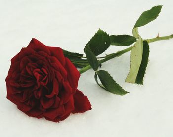 Close-up of red rose against white background