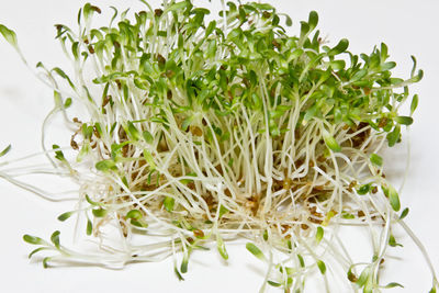 Close-up of fresh green plant against white background