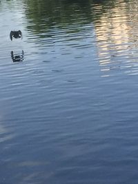 High angle view of a duck in lake