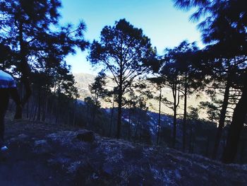 Low angle view of silhouette trees in forest during winter