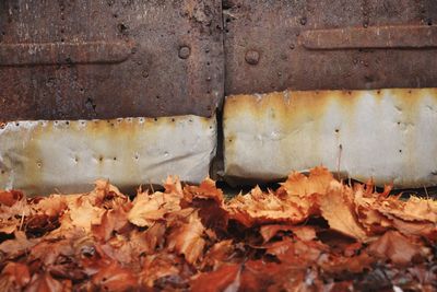 Close-up of autumn leaves on rusty metal