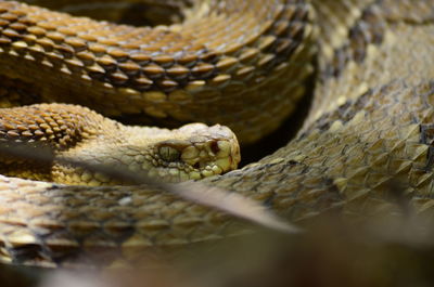 Up close of bright yellow phased timber rattler crotalus horridus 