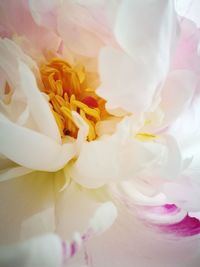 Close-up of roses over white background