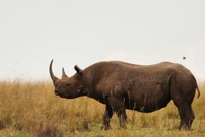 Side profile a eastern black rhinoceros 