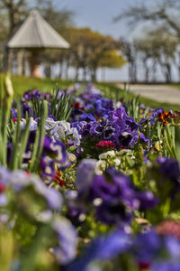 Close-up of purple flowering plants on field