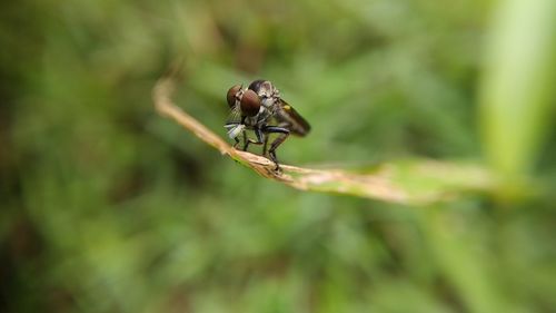 Close-up of insect on plant