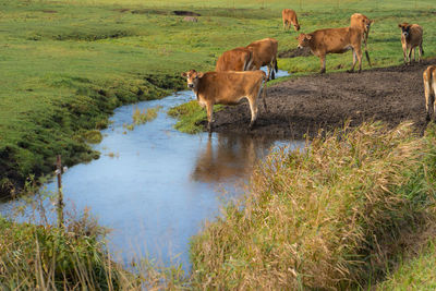 Cows drinking water in a field