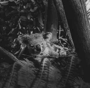 Portrait of an animal on tree trunk