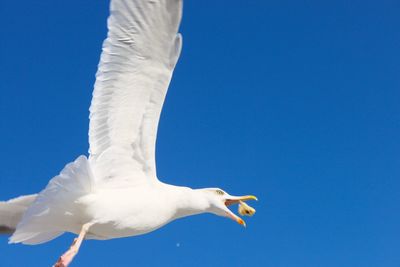 Low angle view of seagull flying against clear blue sky catching bread