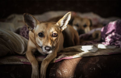 Close-up portrait of dog