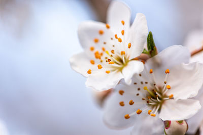 Close-up of white cherry blossom