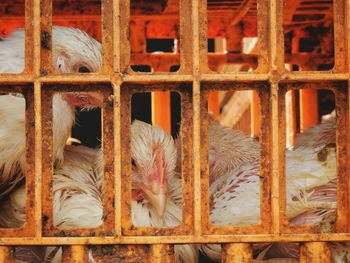 Close-up of chickens in animal pen