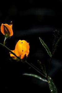 Close-up of yellow flowering plant