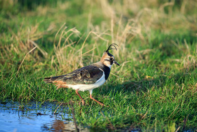 Bird perching on a field