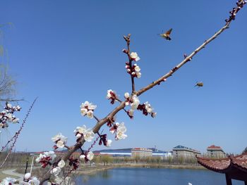 Cherry blossoms against blue sky