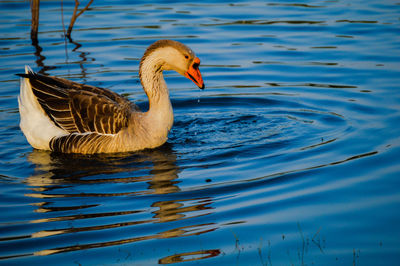 Duck swimming in lake