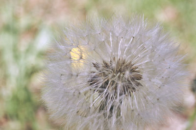 Close-up of dandelion on plant