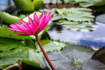 Close-up of pink lotus water lily in lake