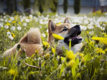 Close-up of dog on field