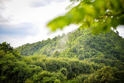 Trees in forest against sky