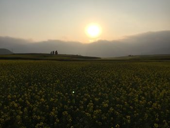 Scenic view of field against sky during sunset