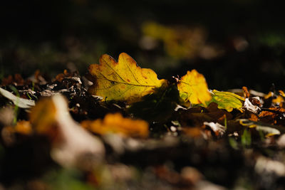 Close-up of dry maple leaves on tree