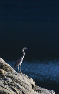 Bird perching on rock