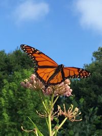 butterfly - insect