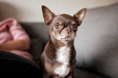 Close-up of funny short-haired brown dog chihuahua, different expressive emotions. space for text