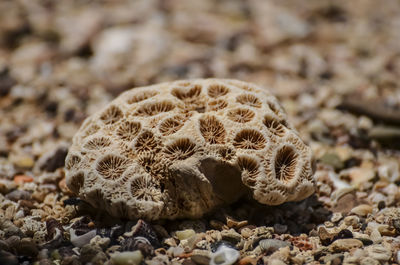 Close-up of shell on rock