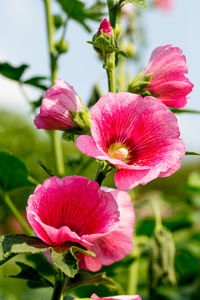 Close-up of pink flowering plant