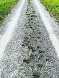 High angle view of road amidst plants on field