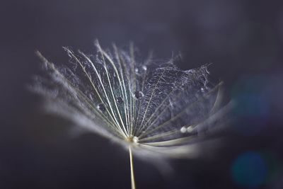 Close-up of dandelion plant