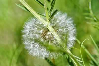 Close-up of dandelion on plant