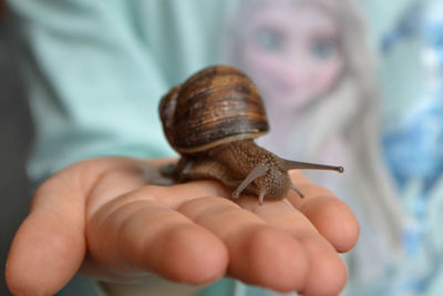 Helix pomatia, large roman snail on the hand of a human, oberelsbach, germany