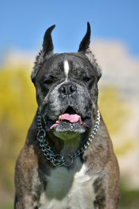 Close-up portrait of a dog