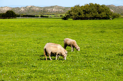 Sheep grazing in a field