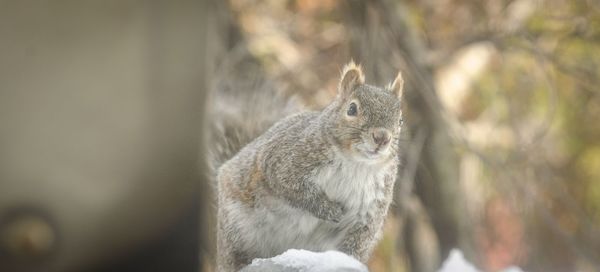 Close-up of squirrel