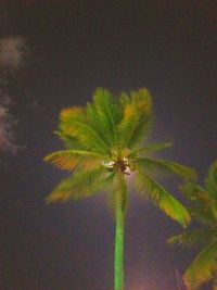 Close-up of coconut palm tree against sky