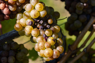 Close-up of grapes growing in vineyard