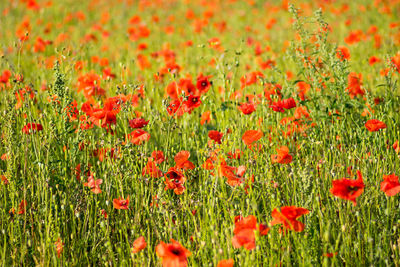 Close-up of red poppy flowers in field