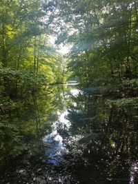 Reflection of trees in river