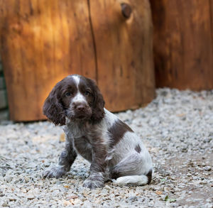 Portrait of puppy sitting on land